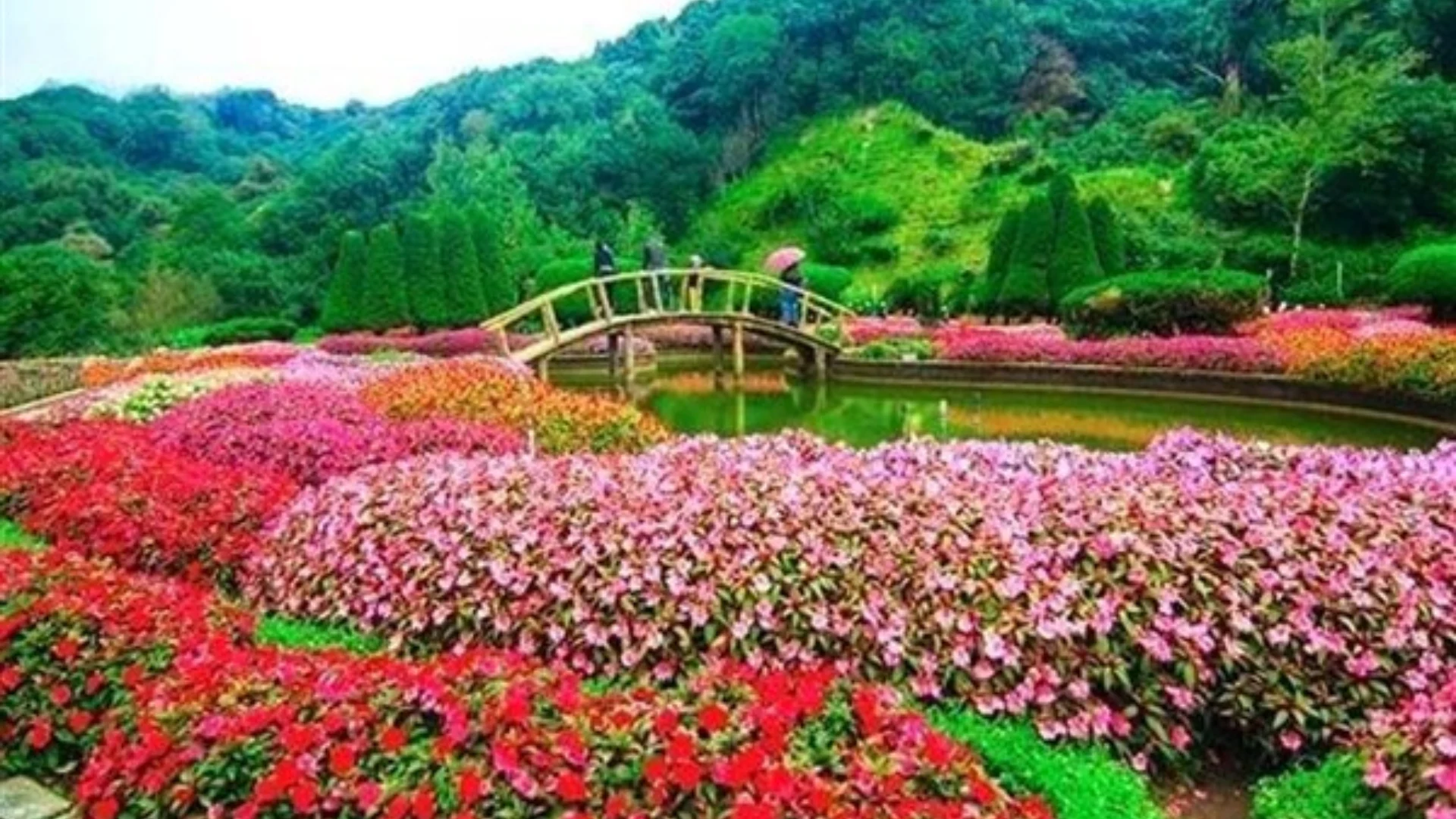The Colorful Government Rose Garden in Ooty